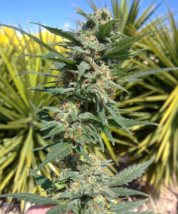 Xseed семена конопли полезна ли марихуана в употреблении