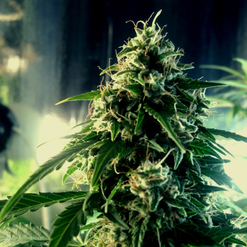 Семена канабиса ак 47 какая зависимость от марихуаны