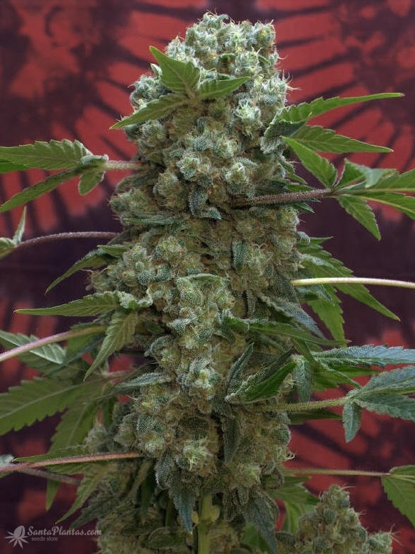 Ака 47 марихуана криминалистическое исследование конопли