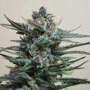 Blue Acid Auto - 3 fem