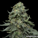 Kabul Express - 3 fem