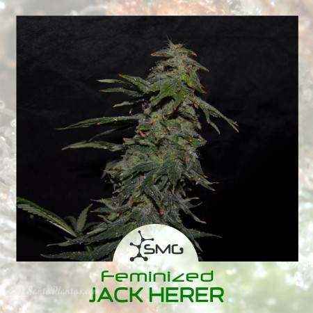 Jack Herer - 10+3 fem.