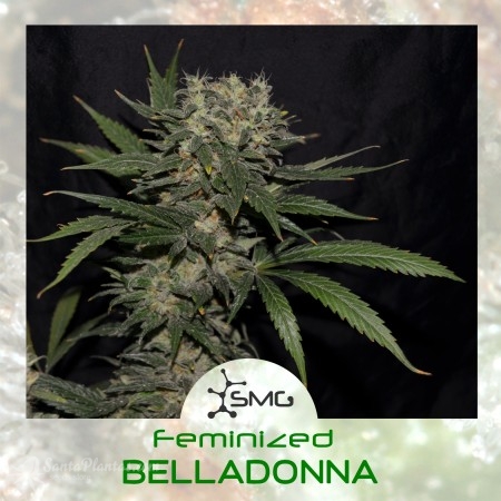 Белладонна марихуана цвет цветка конопли
