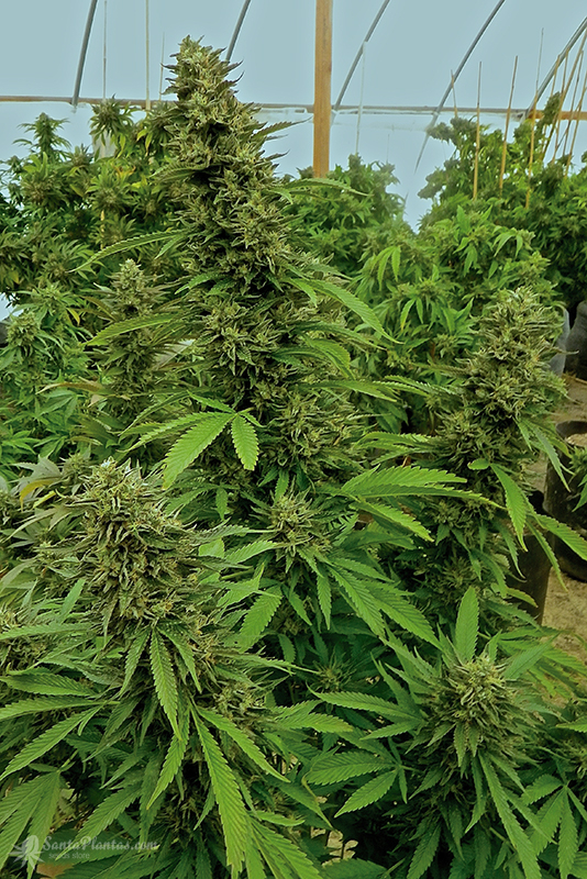 Регулярные семена марихуаны конопля для плотвы