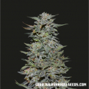 Boy Scout Cookies - 5 fem