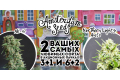  Amsterdam Seeds -   !